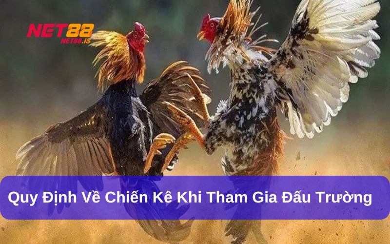 Quy định về chiến gà tham gia thi đấu